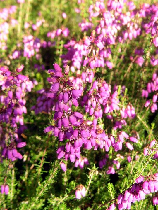 Bruyère cendrée   Erica cinerea